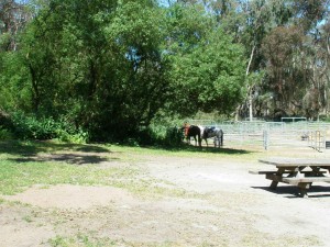 Montana del Oro camping