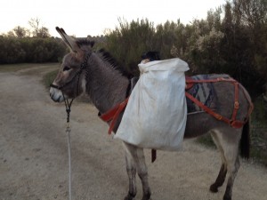 donkey with trash bags
