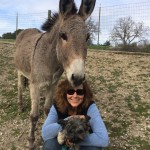 Donkey training all the time!
